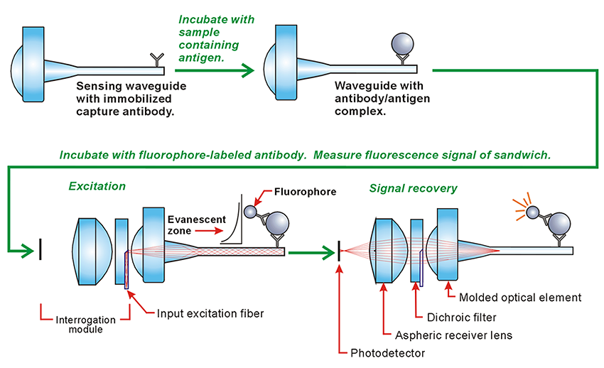 Optical and biochemical processes associated with a waveguide bioassay