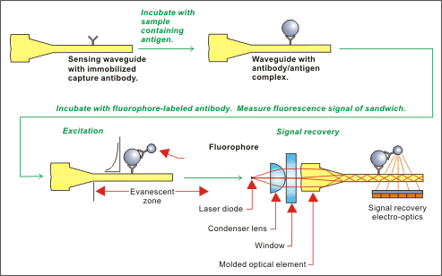 Illustration of evanescent wave biodetection process
